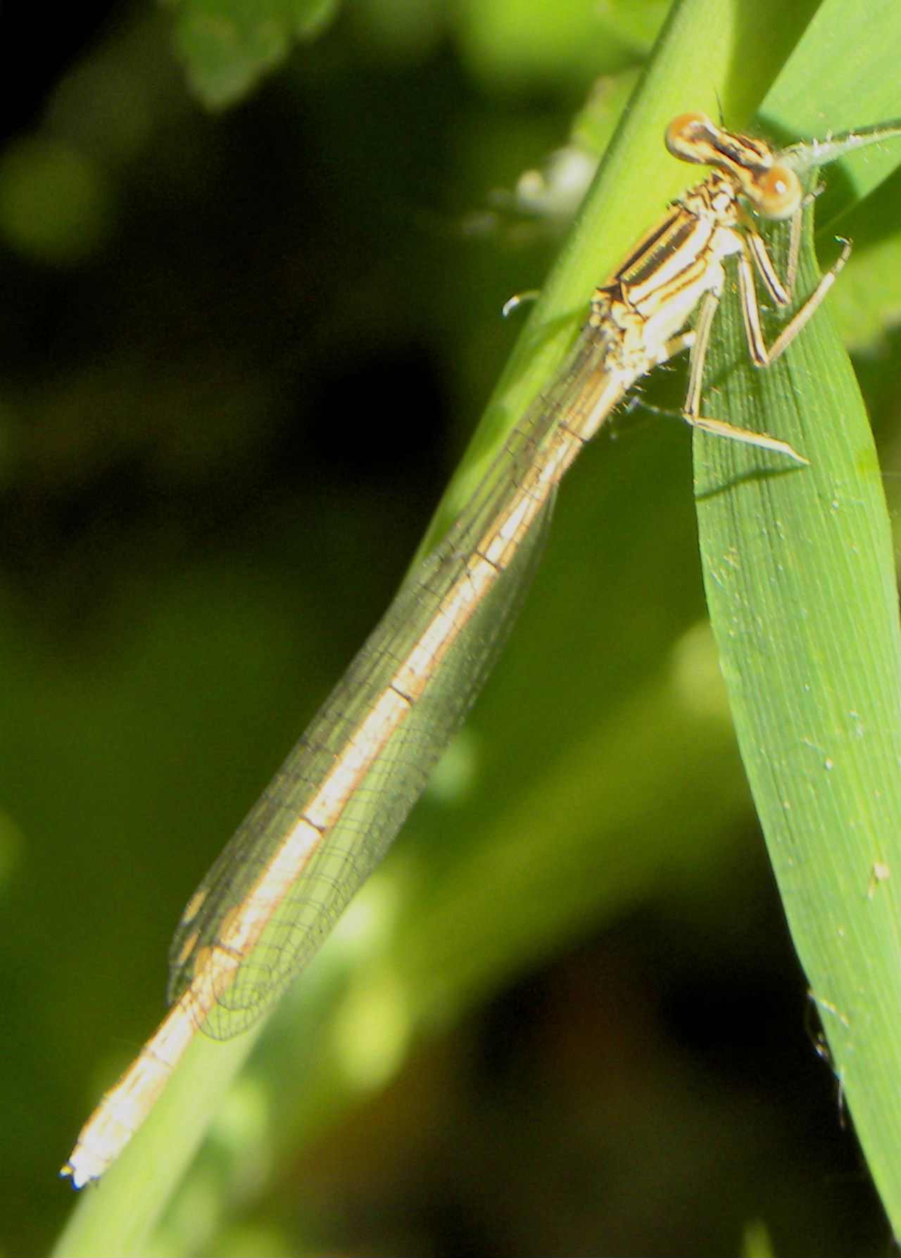 libellula? - Platycnemis pennipes (femmina)